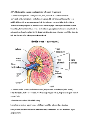 Az állati szövetek jellemzése. - 14-A, Az állati szövetek jellemzése A ...
