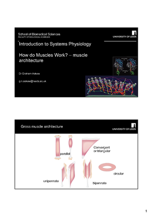 1.3 - Muscle organisation, activation and deactivation - School of ...