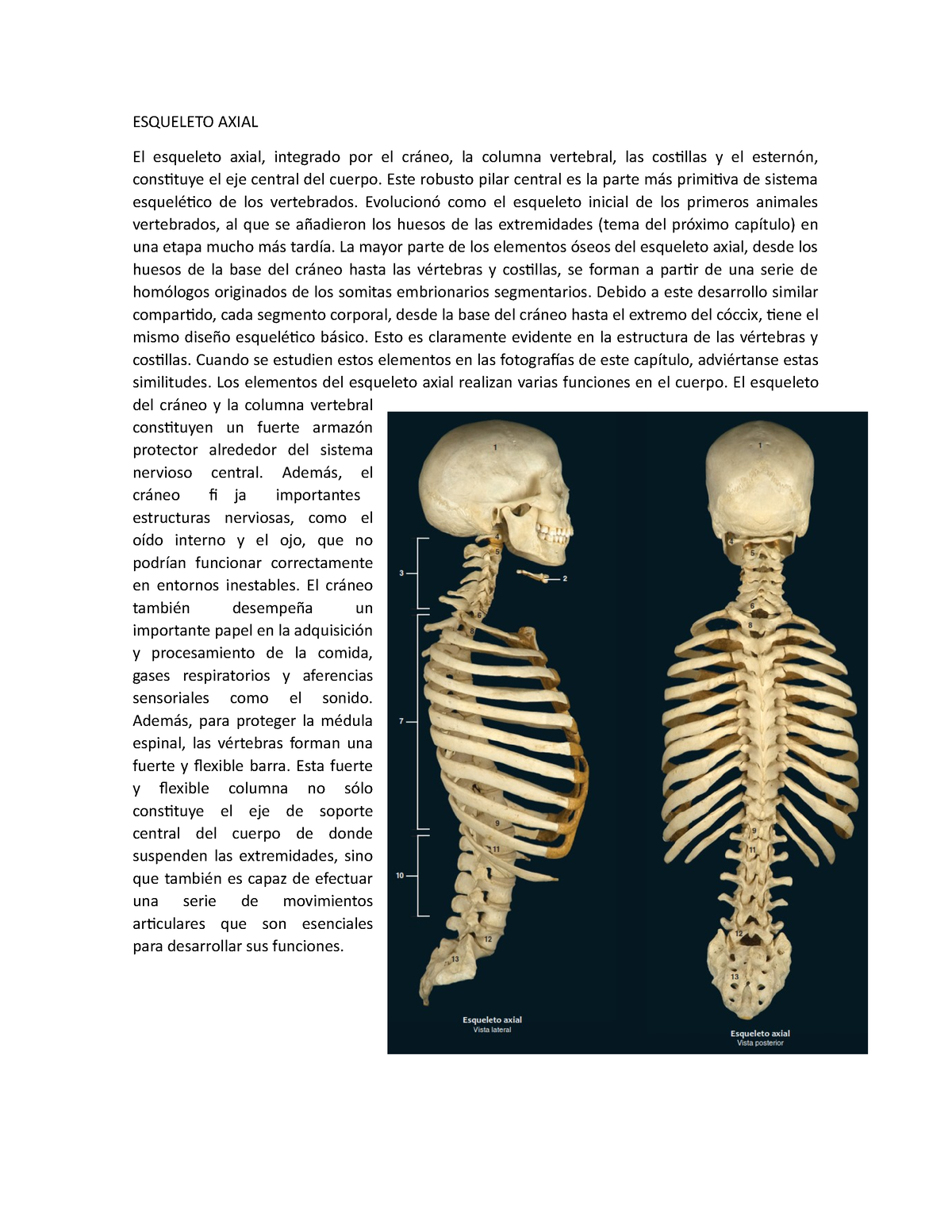 Esqueleto Axial - Sistema Esquelético - ESQUELETO AXIAL El Esqueleto ...