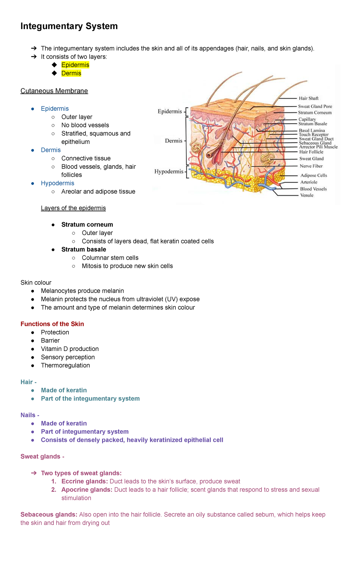 Module 5 - Integumentary System - Integumentary System The ...