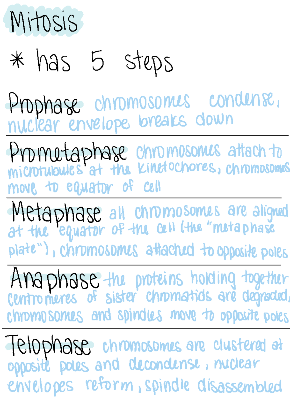 Mitosis Notes - Mitosis has 5 steps Prophase chromosomes condense ...