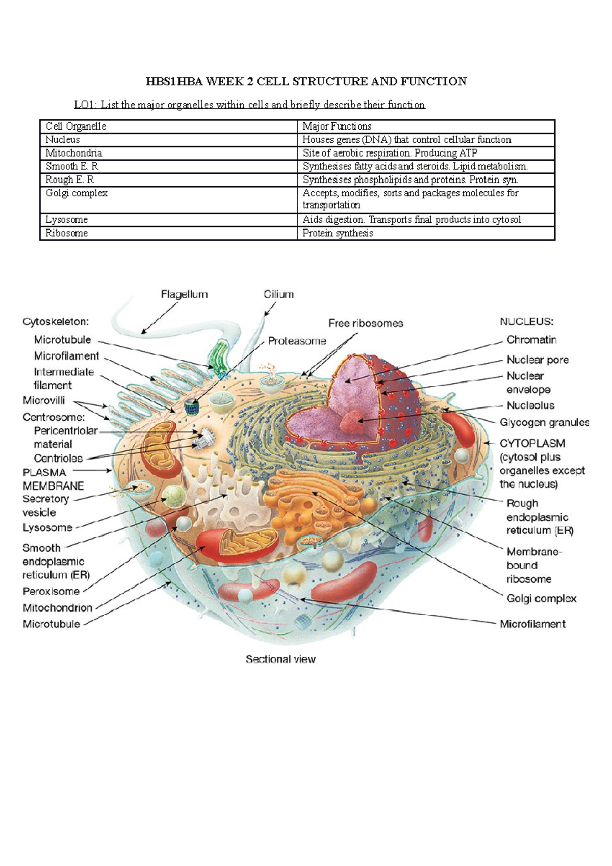 HBS1HBA WEEK 2 CELL Structure AND Function - HBS1HBA WEEK 2 CELL ...