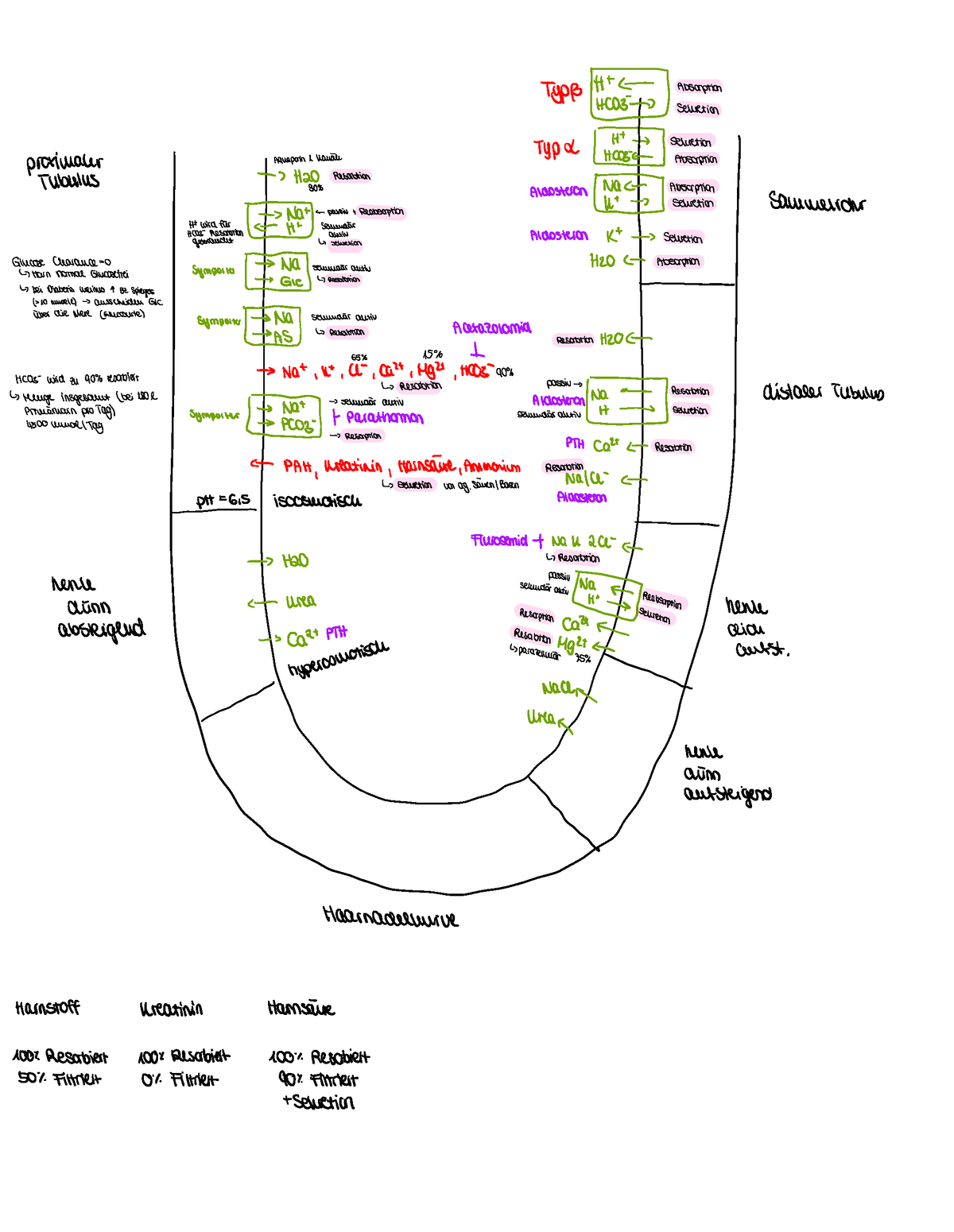 Niere - Übersicht Tubulussystem - HUB- ↑ Selection Typ l HCCB- ← ...