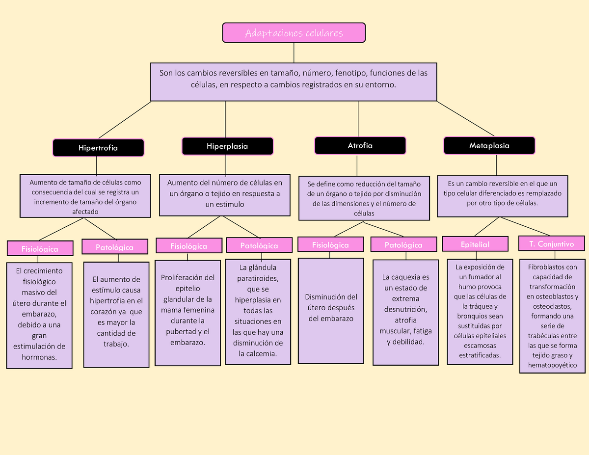 Adaptaciones celulares - Hipertrofia Hiperplasia Atrofia Metaplasia ...