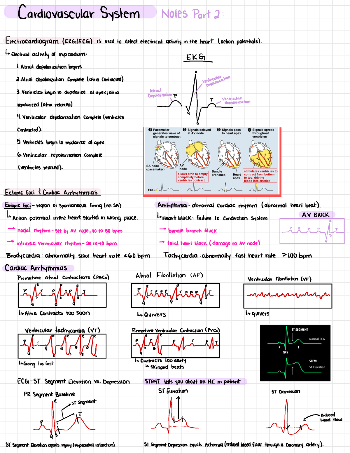 Cardiovascular Part 2 - Cardiovascular System Notes Part 2 ...