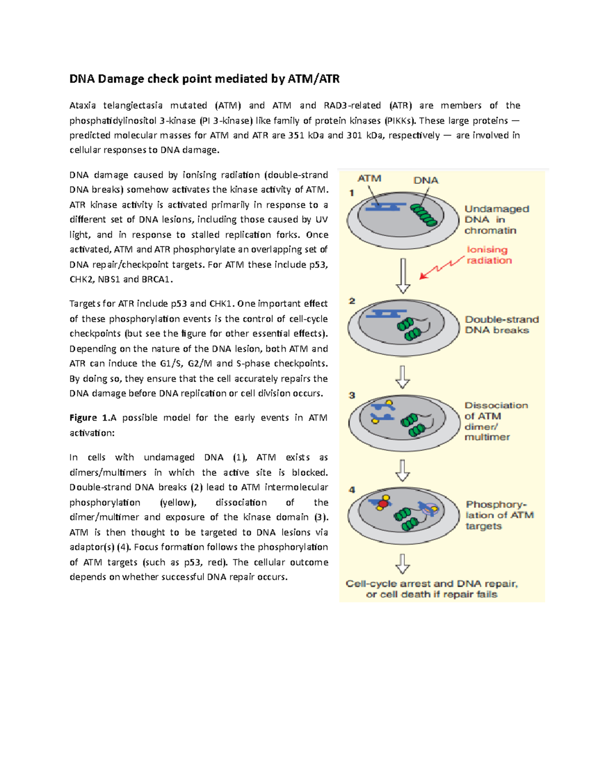 DNA Damage check point mediated by ATM Biology Diagrams