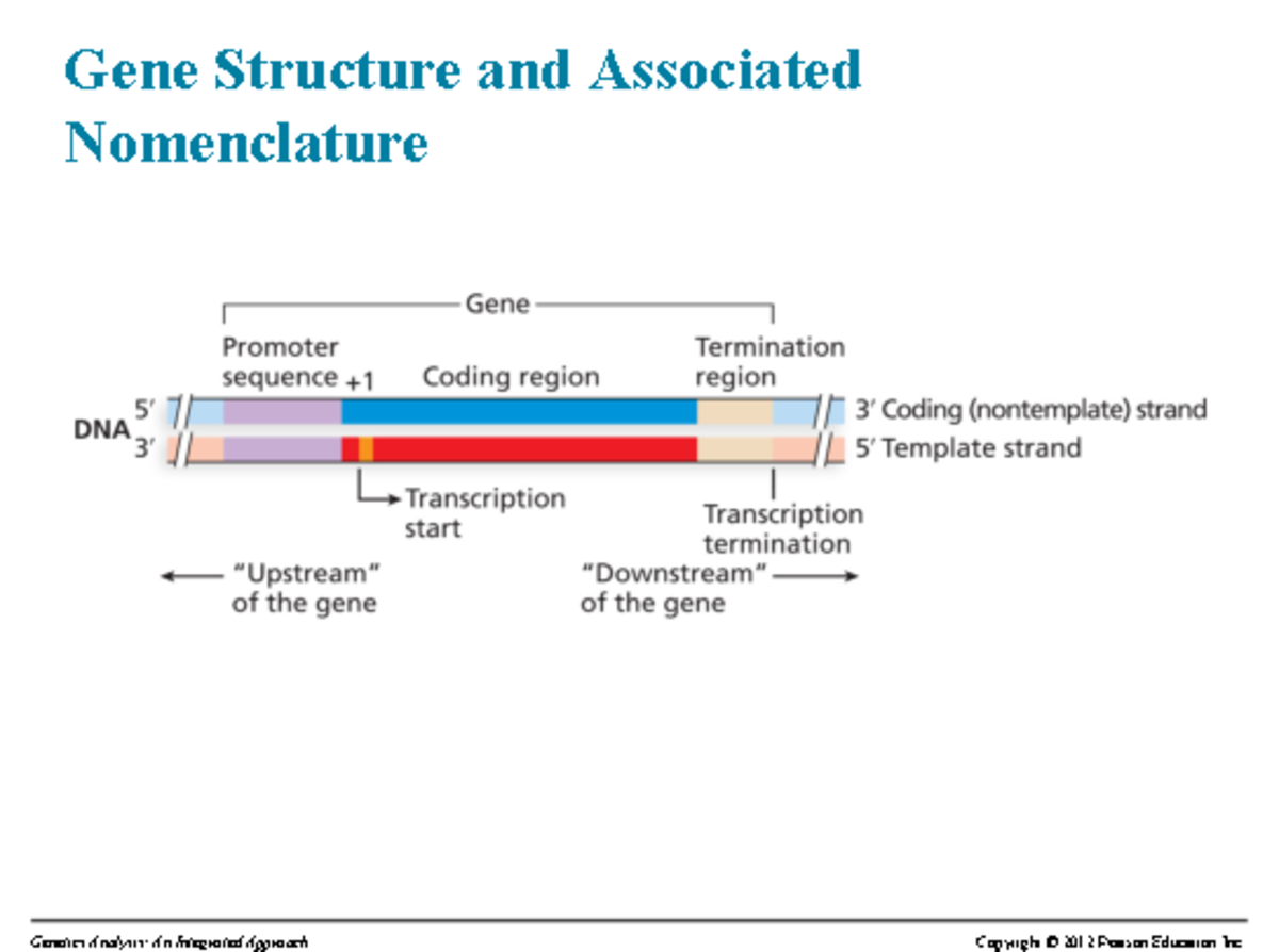 Genetics 2 27 - Gene Structure and Associated Nomenclature Figure 6 ...