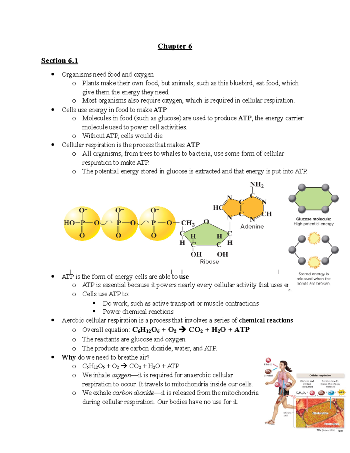 Chapter 6 Notes Chapter 6 Section 6. Organisms need food and oxygen o Plants make their own