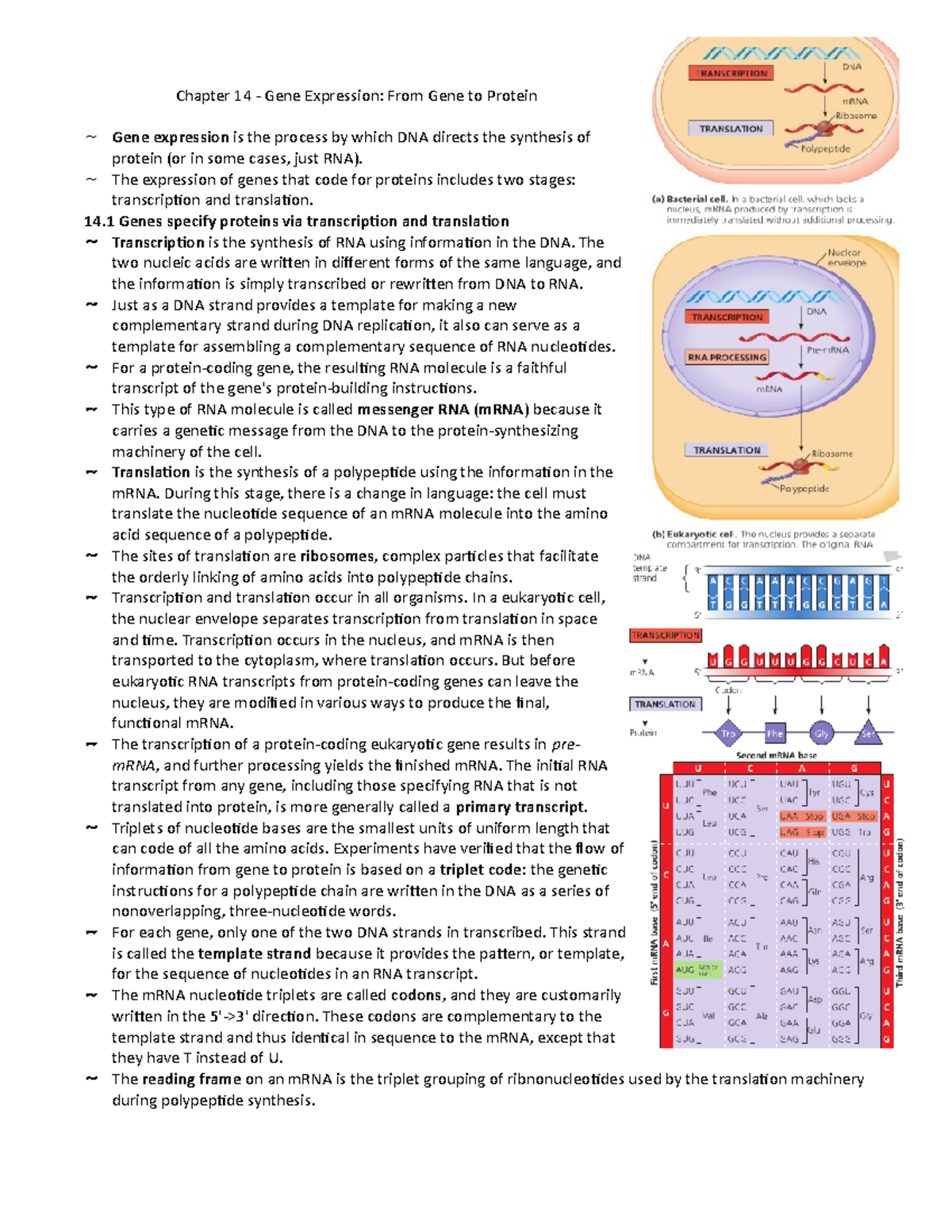 Chapter 14 - Gene Expression - Chapter 14 - Gene Expression: From Gene ...