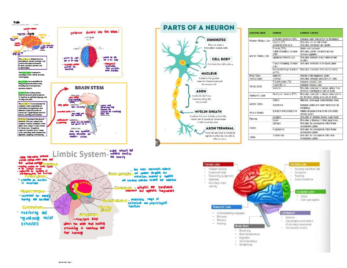 Brain Notes - The cerebrum is divided into two hemispheres, the left ...
