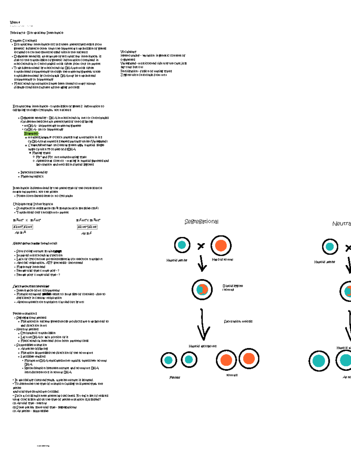 Week 4 - February 6 - Extranuclear Inheritance Chapter Concepts ...