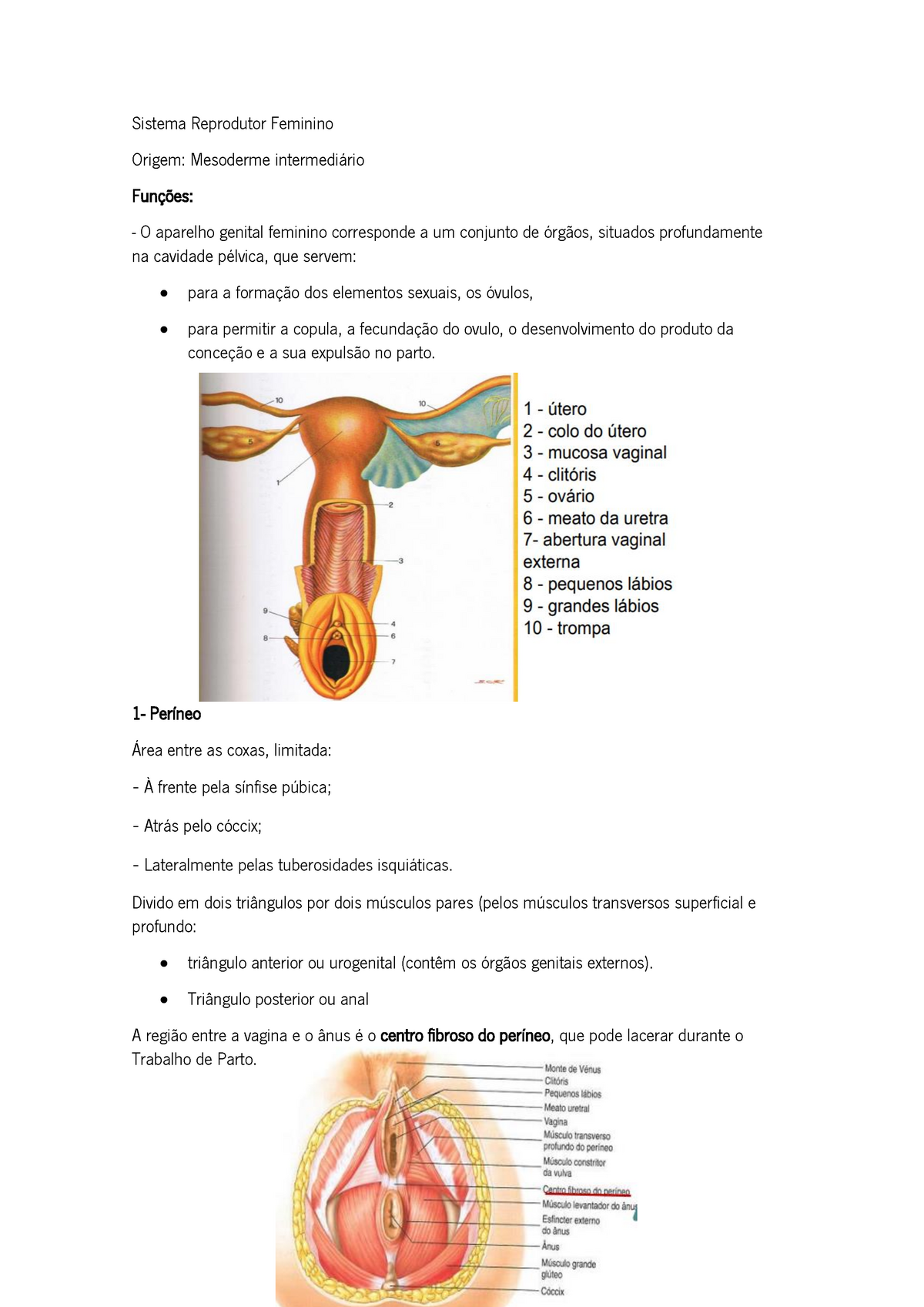 2 Sistema Reprodutor Feminino Resumo Sistema Reprodutor Feminino Origem Mesoderme 4342