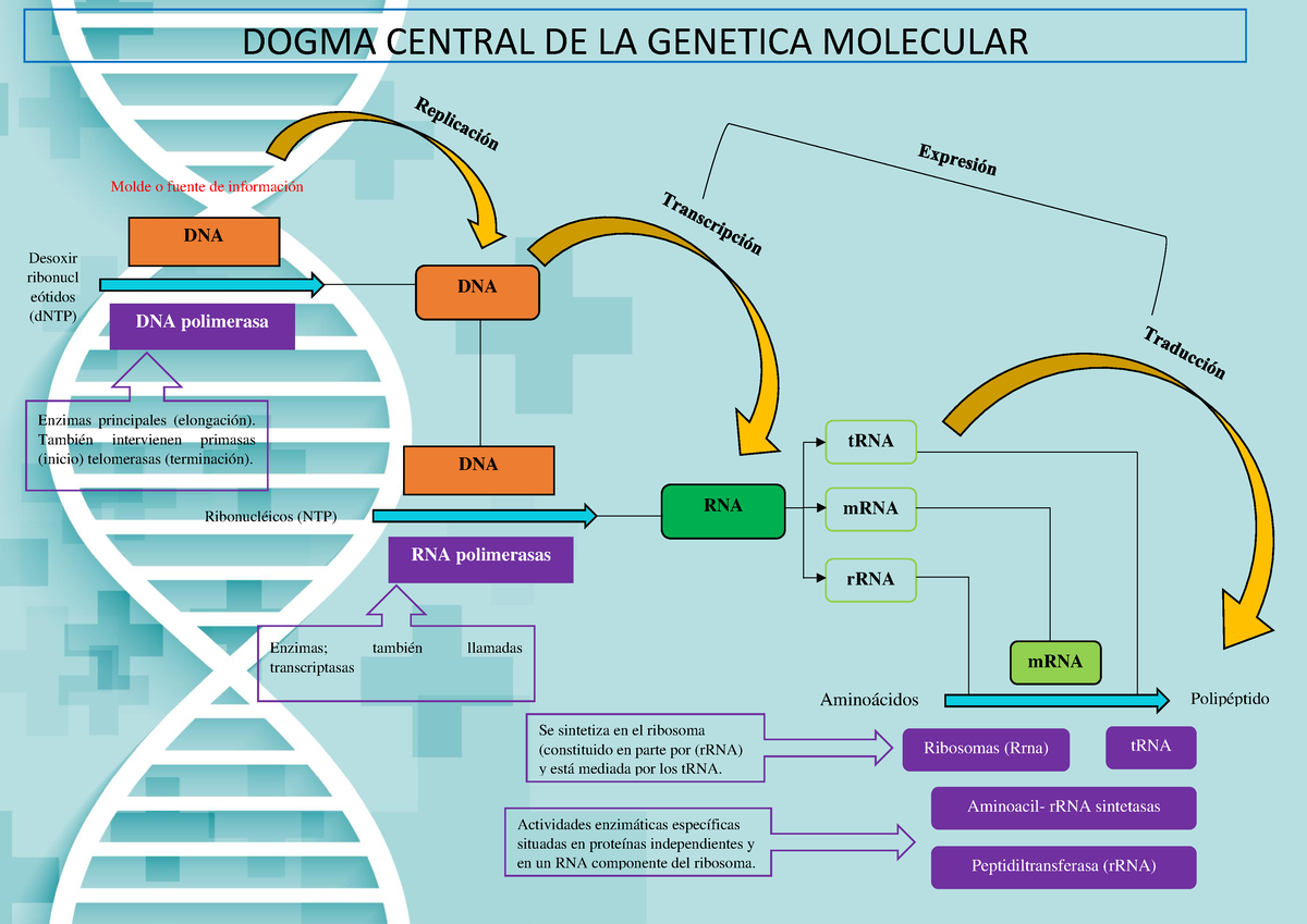 Dogma Biologia Molecular - DOGMA CENTRAL DE LA GENETICA MOLECULAR DNA ...