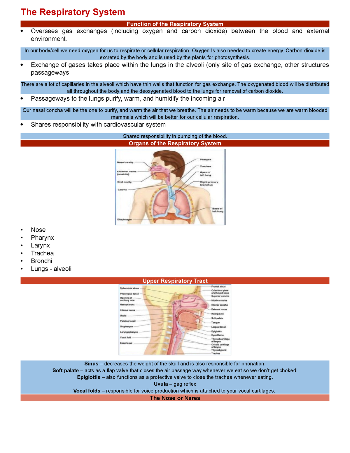 The Respiratory System and Diseases - The Respiratory System Function ...