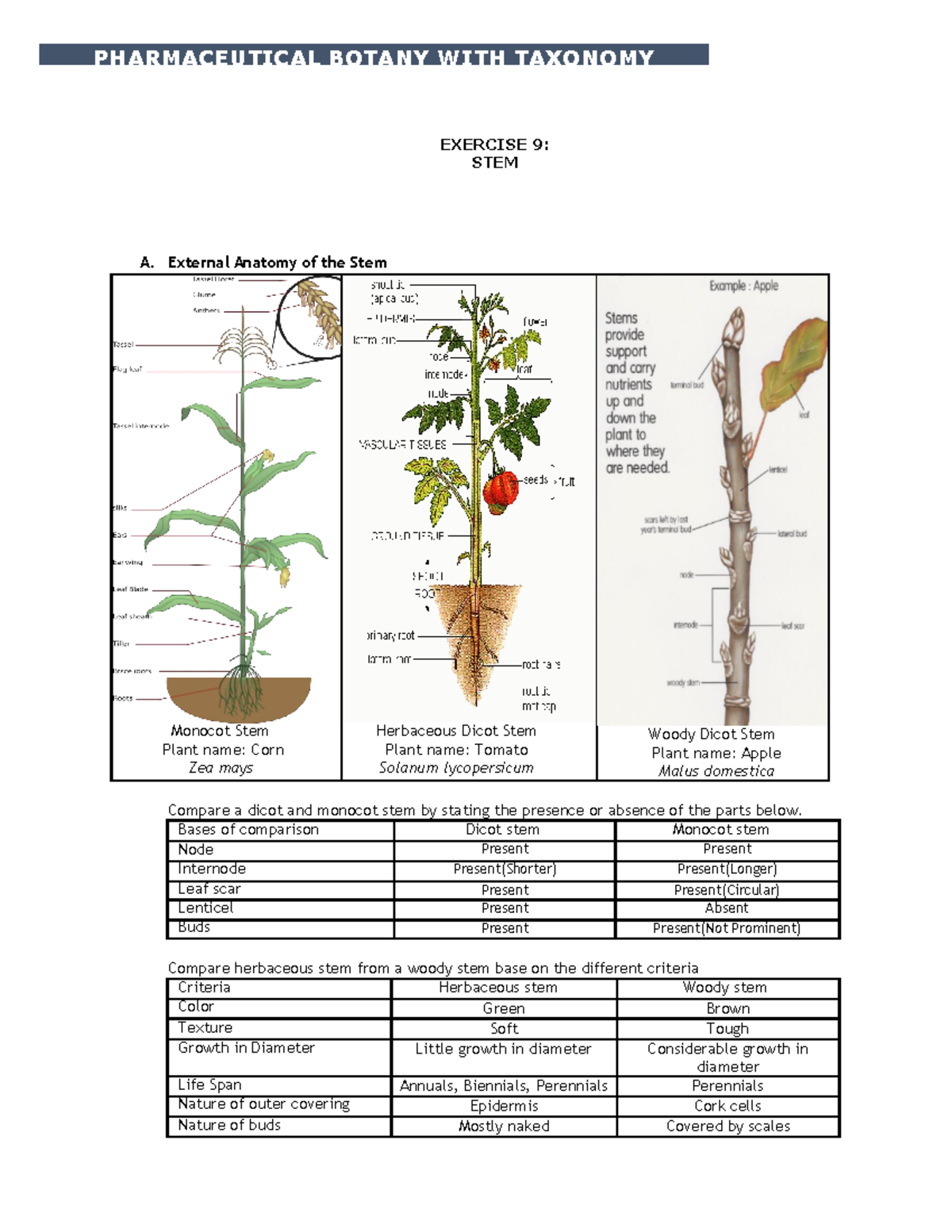 herbaceous-dicot-stem-showing-the-external-features