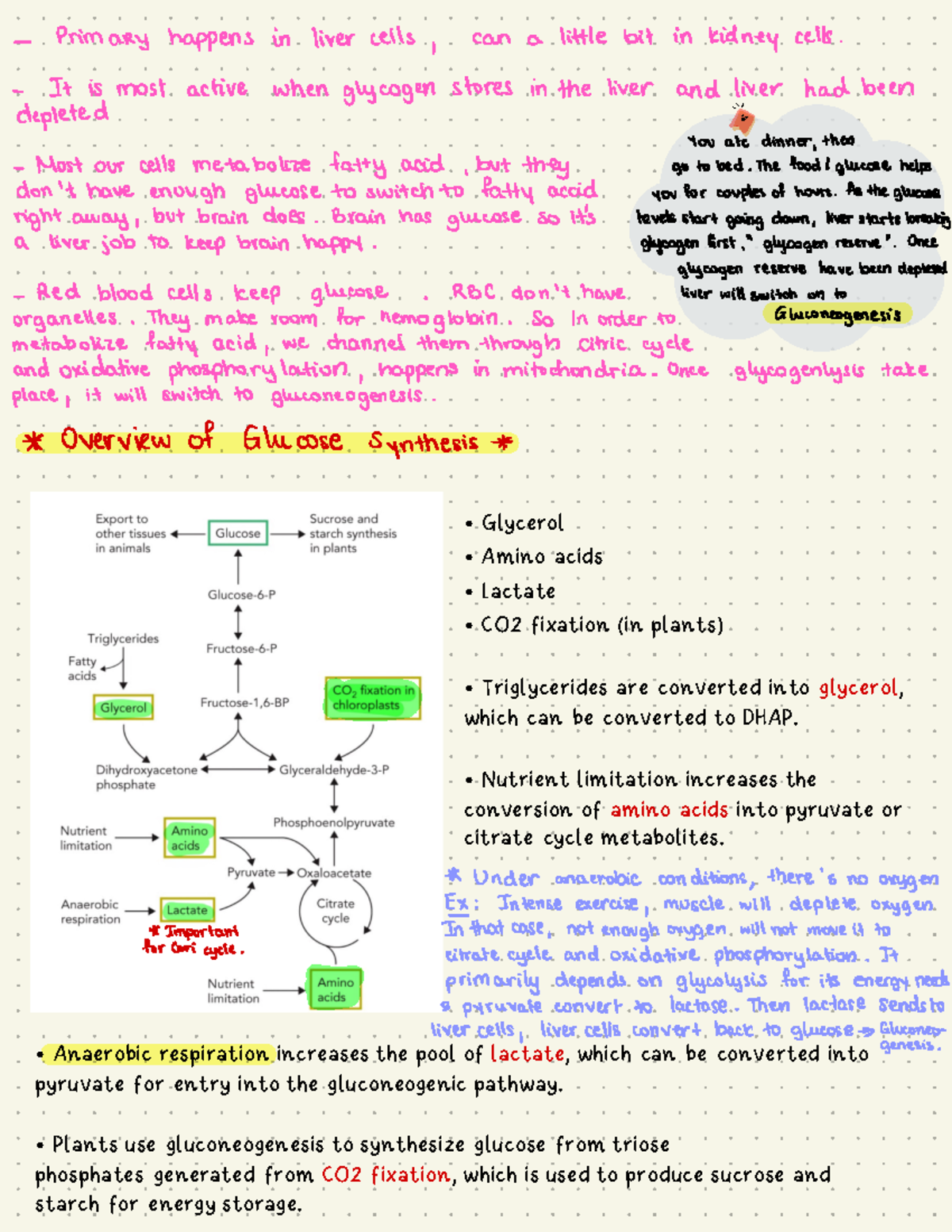 Gluconeogenesis - Glycerol Amino acids Lactate CO2 fixation (in plants ...