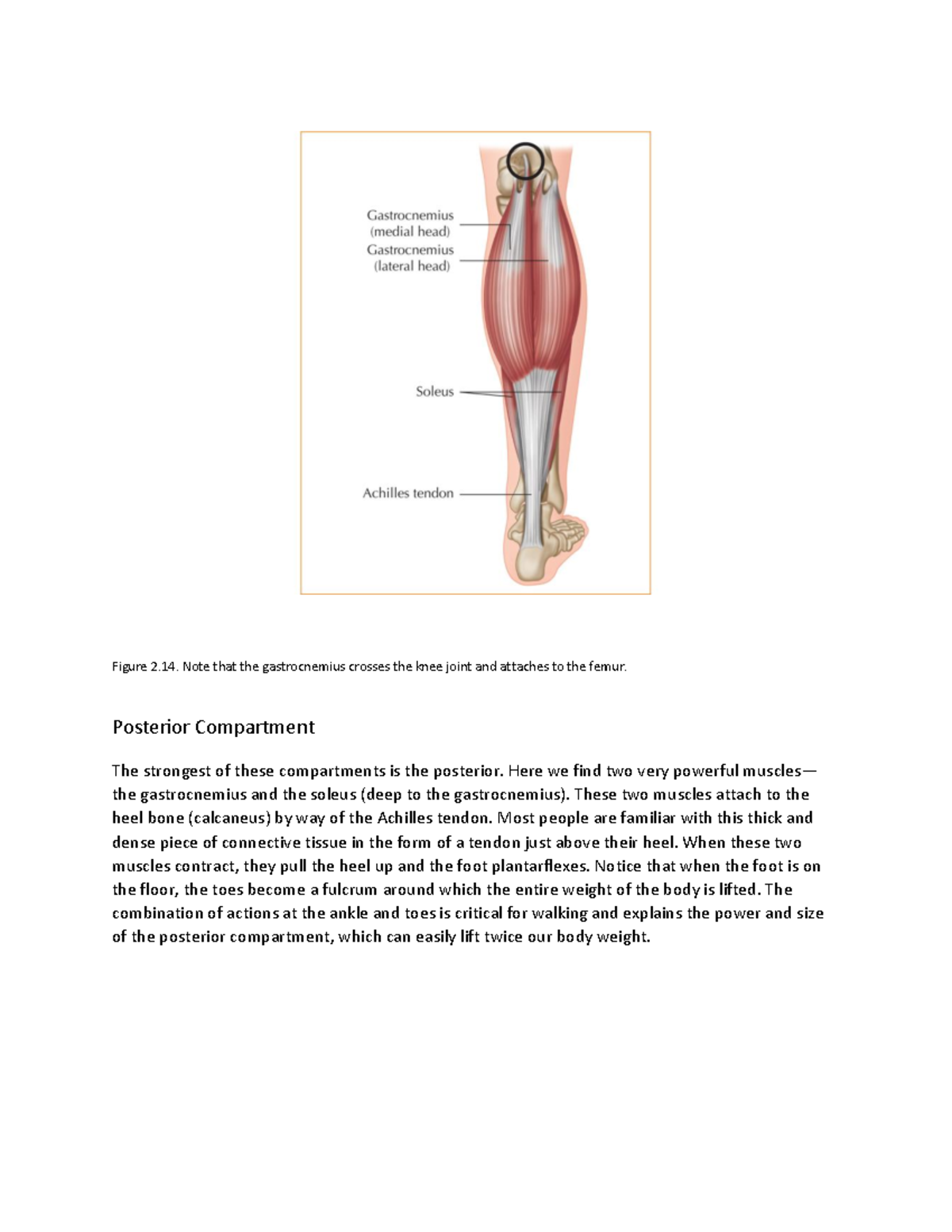 Functional Anatomy of Yoga A Guide for Practitioners - Figure 2. Note ...