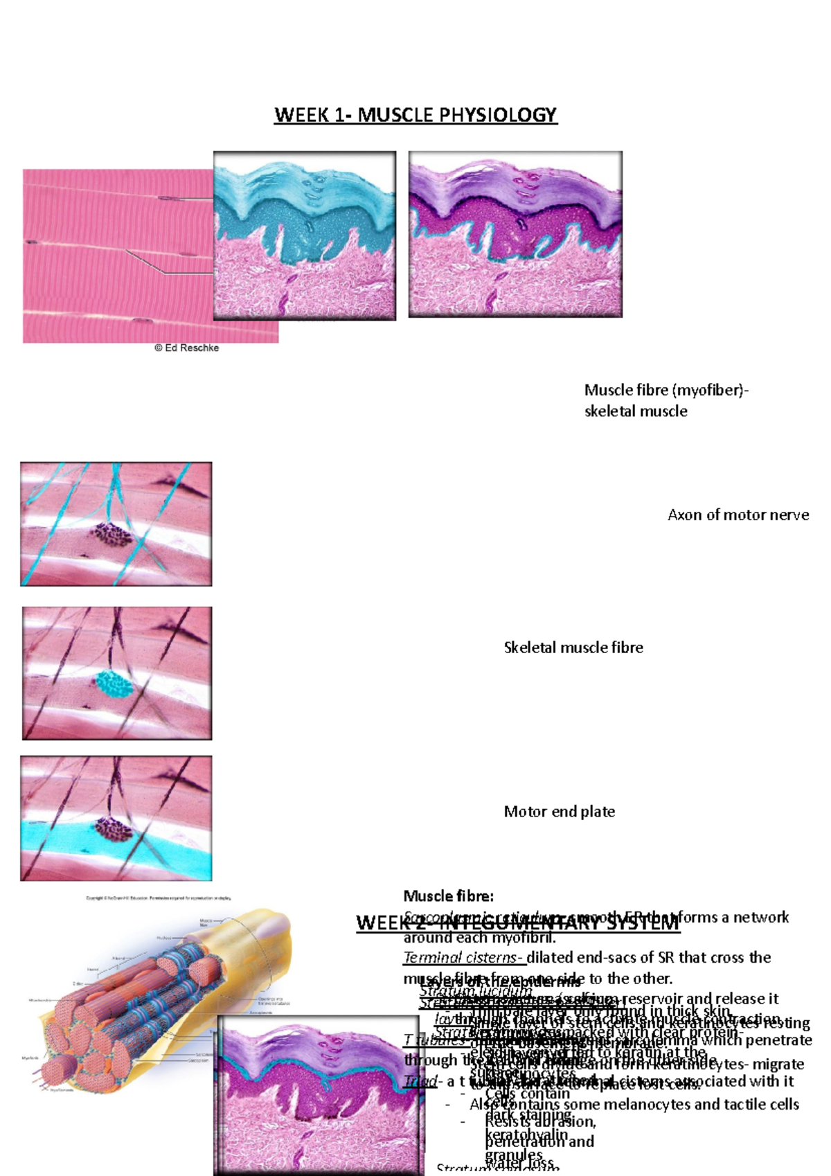 week 2 assignment integumentary and musculoskeletal system