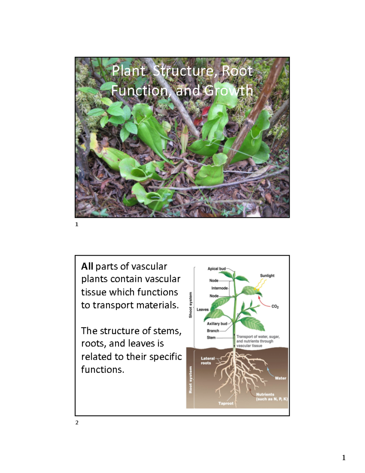 Studentplant structure and growthw 21 - Plant Structure, Root Function ...
