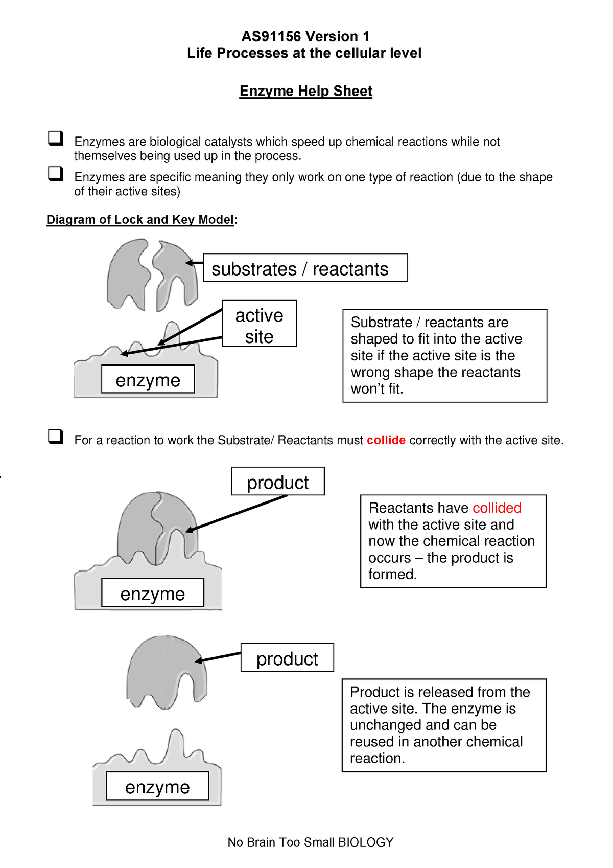 Bio2 91156 Enzyme Help Sheet - AS91156 Version 1 Life Processes At The ...