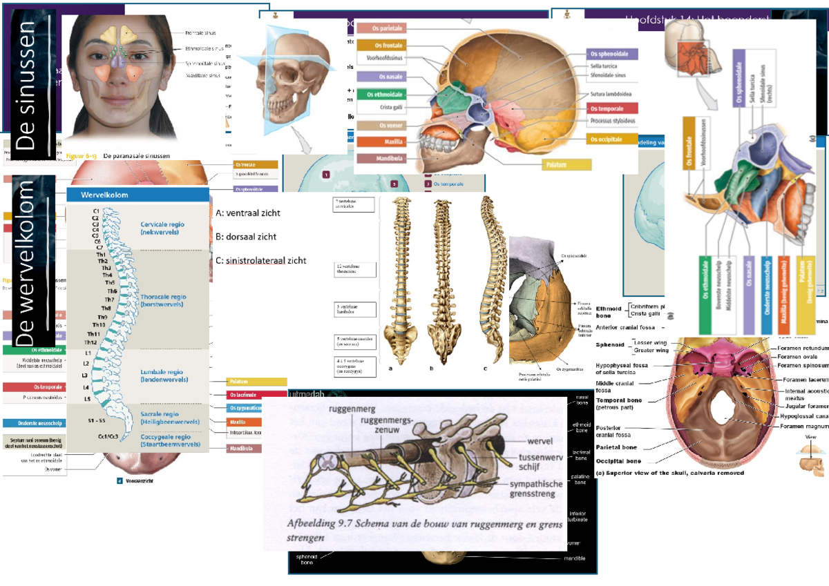 Les 14 - Samenvatting Anatomie en fysiologie - 2 ofdst DC Os parietale