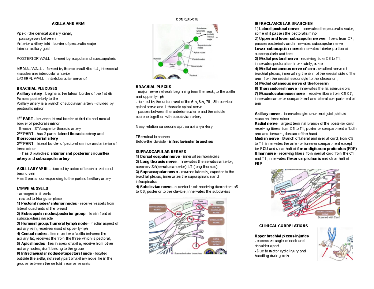 Anatomy 3 Axilla and Arm Forearm and Hand - AXILLA AND ARM Apex - the ...