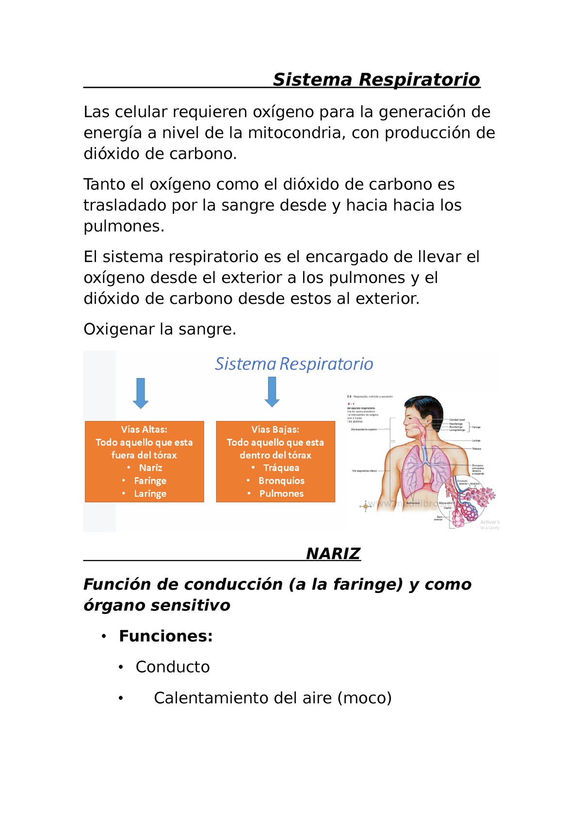 Sistema Respiratorio Resumen Teorico - Sistema Respiratorio Las Celular ...