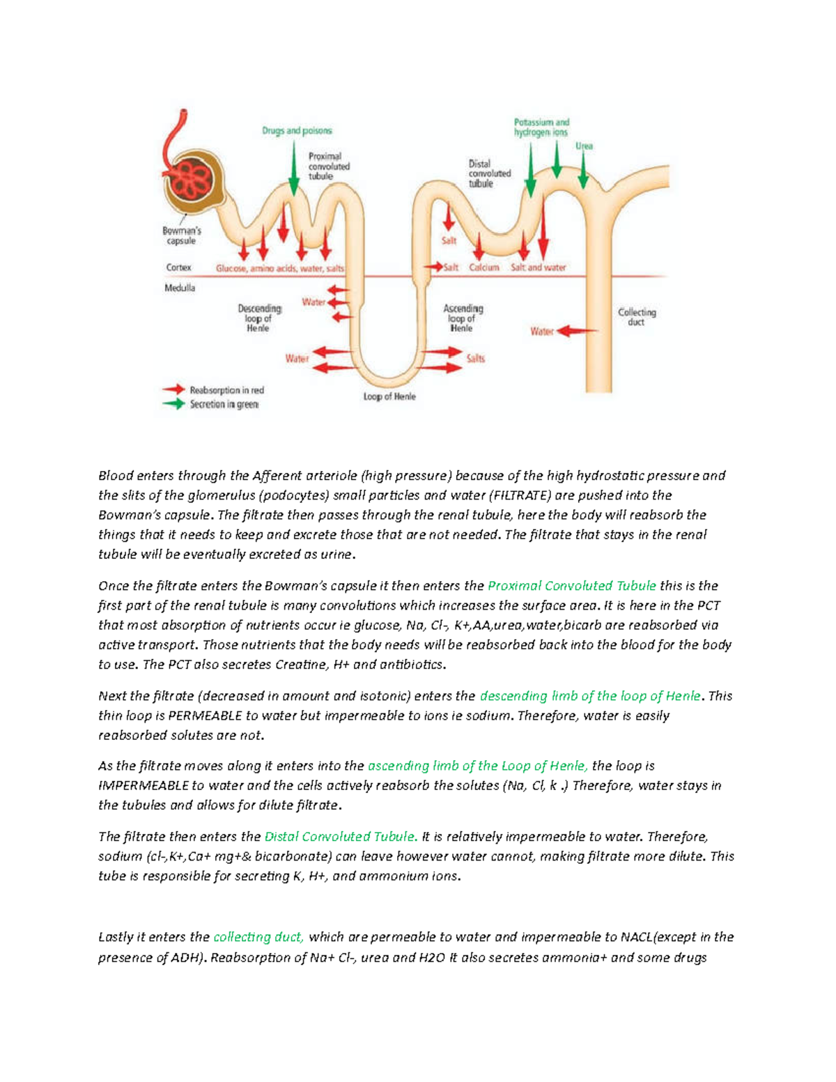 Blood enters through the Afferent arteriole - The filtrate then passes ...