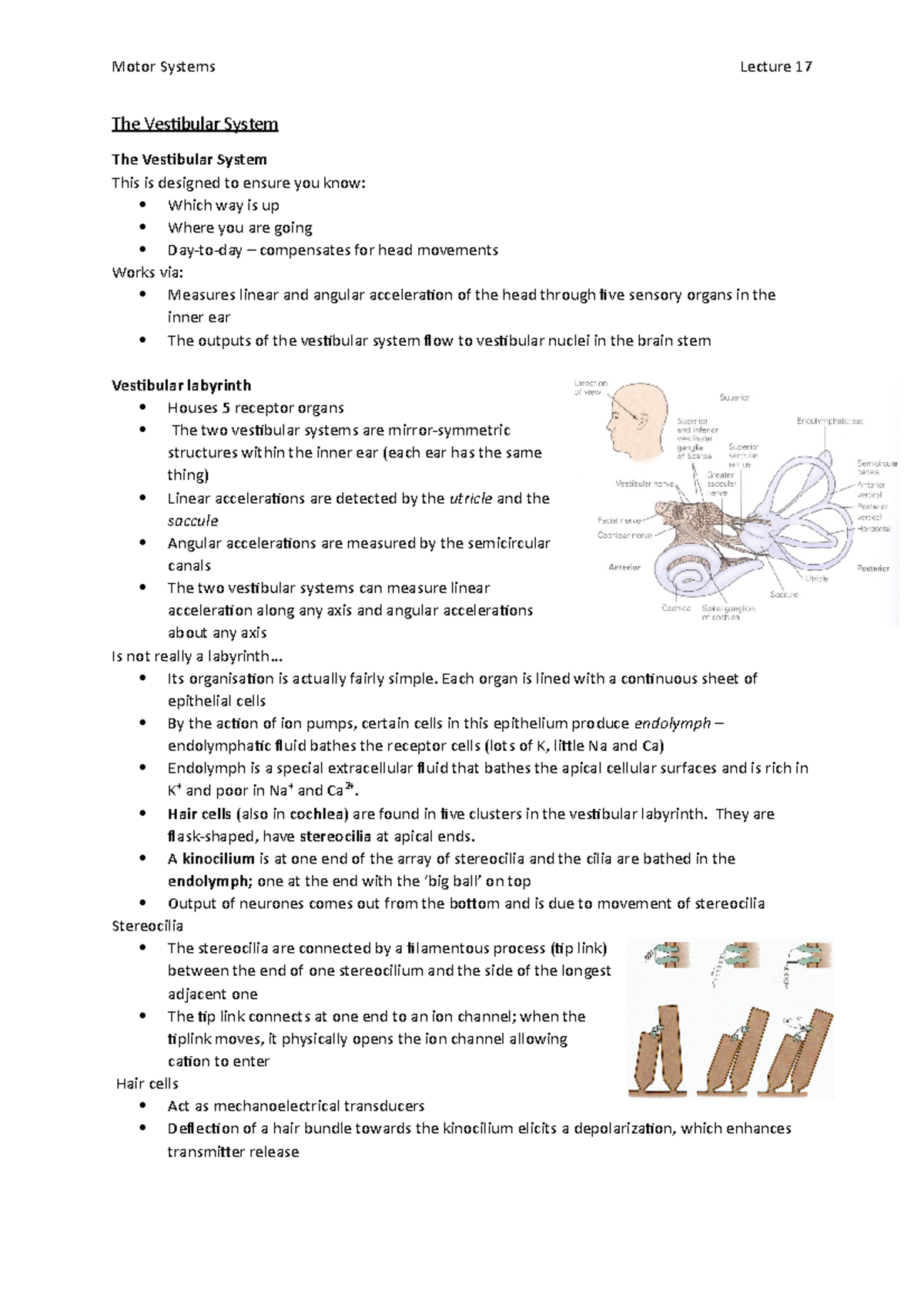 Lecture 17; The Vestibular System - Motor Systems Lecture 17 The ...