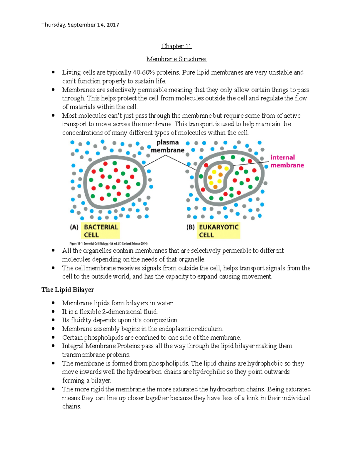 Sept. 11th -Lecture Notes 2 - Chapter 11 Membrane Structures Living ...