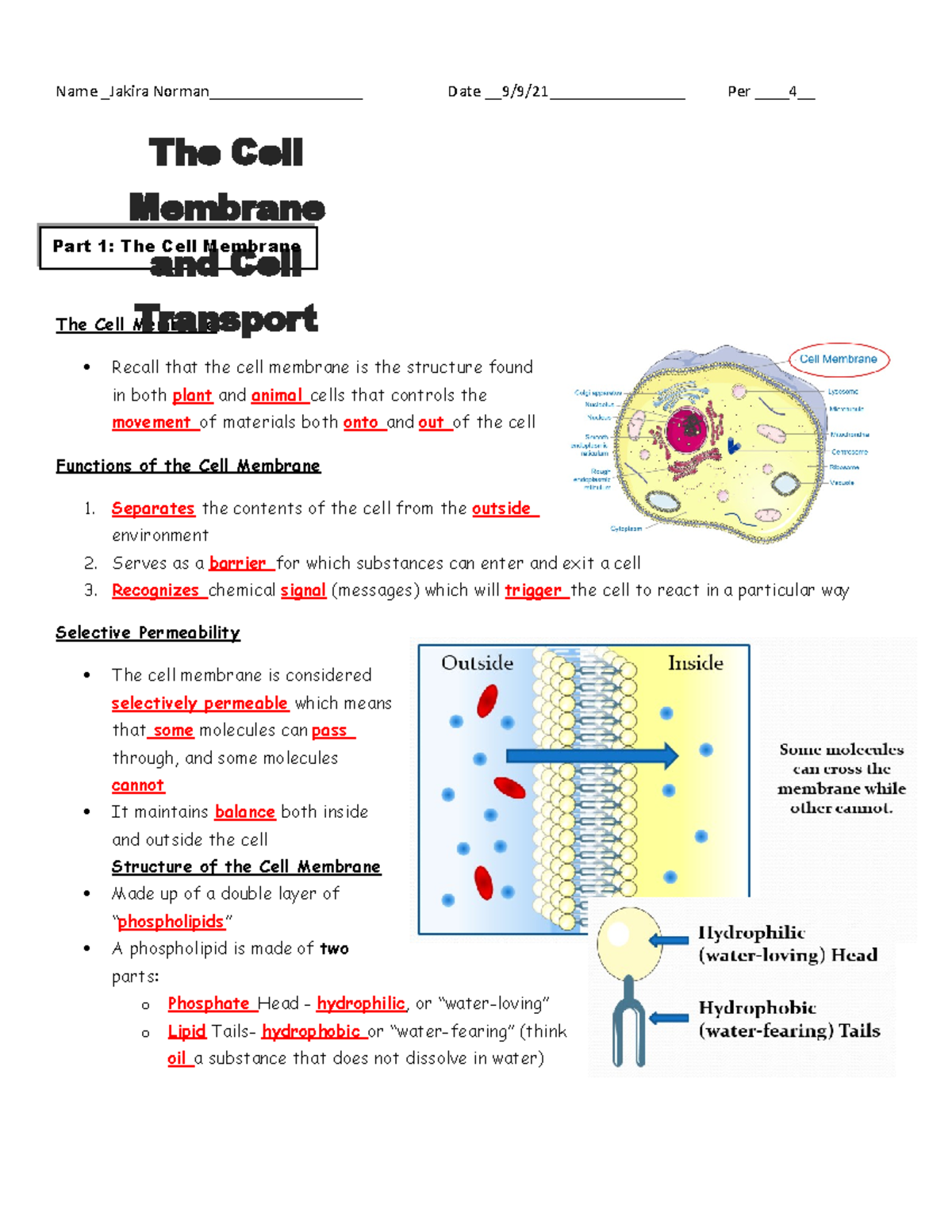 Cell Membrane And Cellular Transport Guided Notes - Name _Jakira Date ...