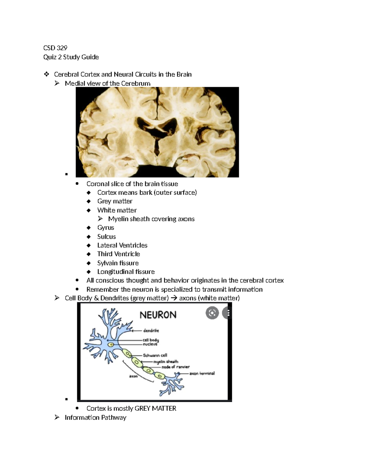 Neuro Quiz 2 Study guide - CSD 329 Quiz 2 Study Guide Cerebral Cortex ...