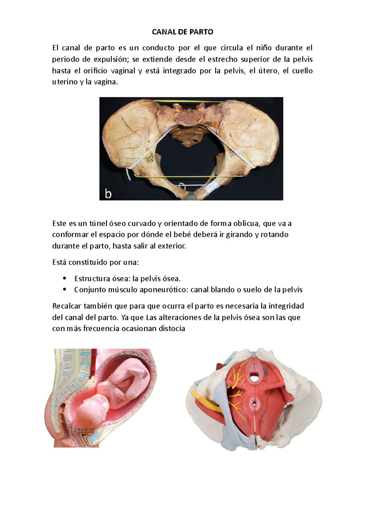 Canal De Parto Anatomico Resumen Corto Inicio - CANAL DE PARTO El Canal ...