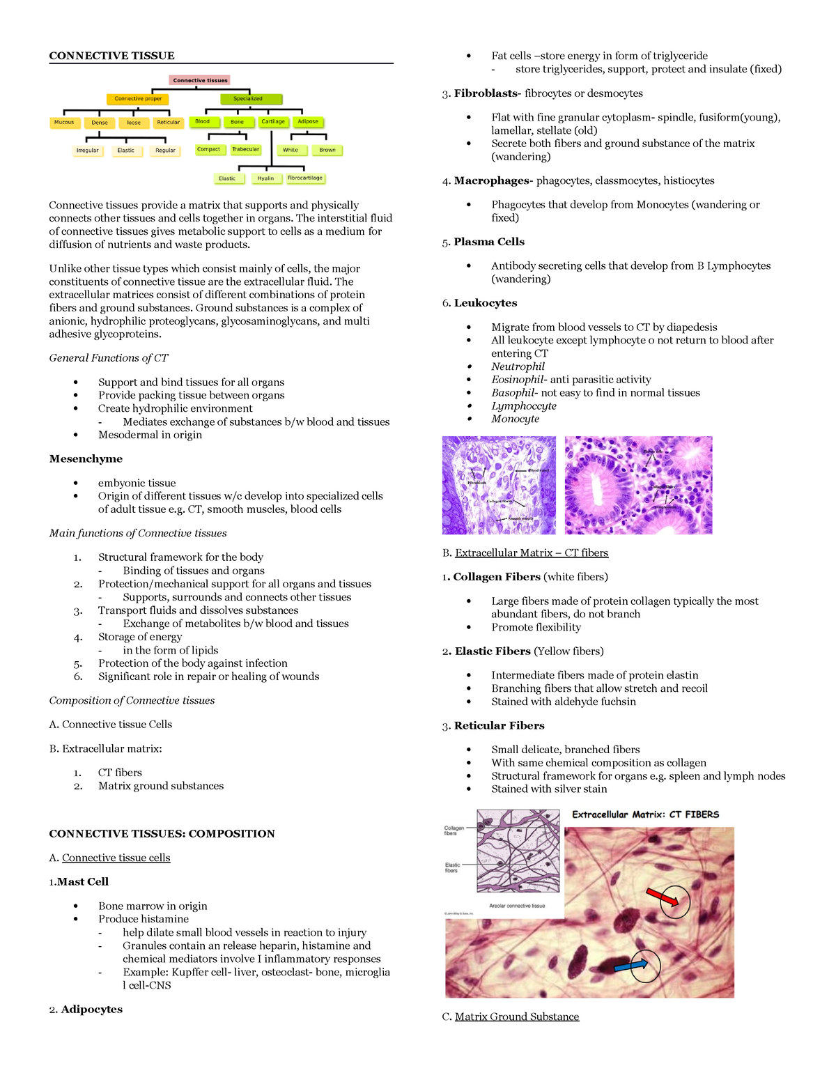 Histology Project - CONNECTIVE TISSUE Connective tissues provide a ...