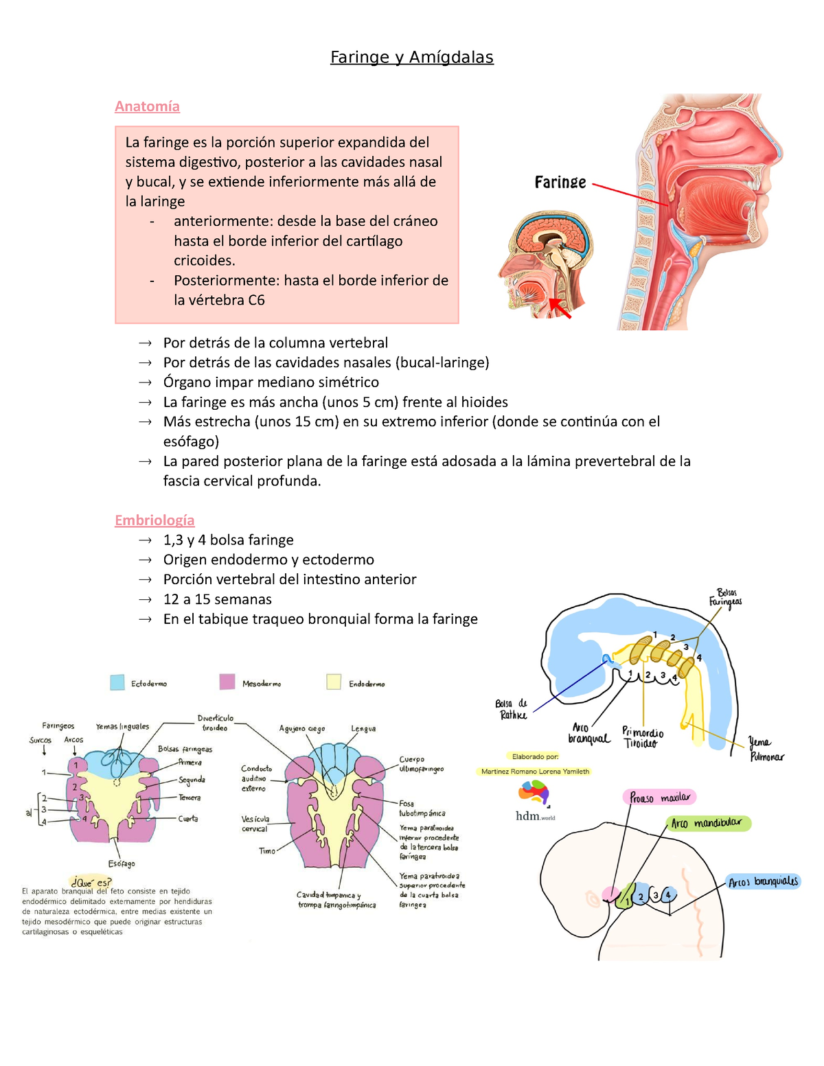 Faringe y amigdalas - Anatomía  Por detrás de la columna vertebral  Por  detrás de las cavidades - Studocu