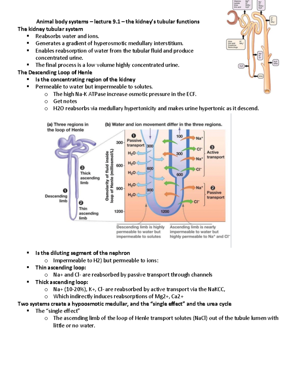 Bio 224.2 - animal body systems - the kidneys tubular functions ...