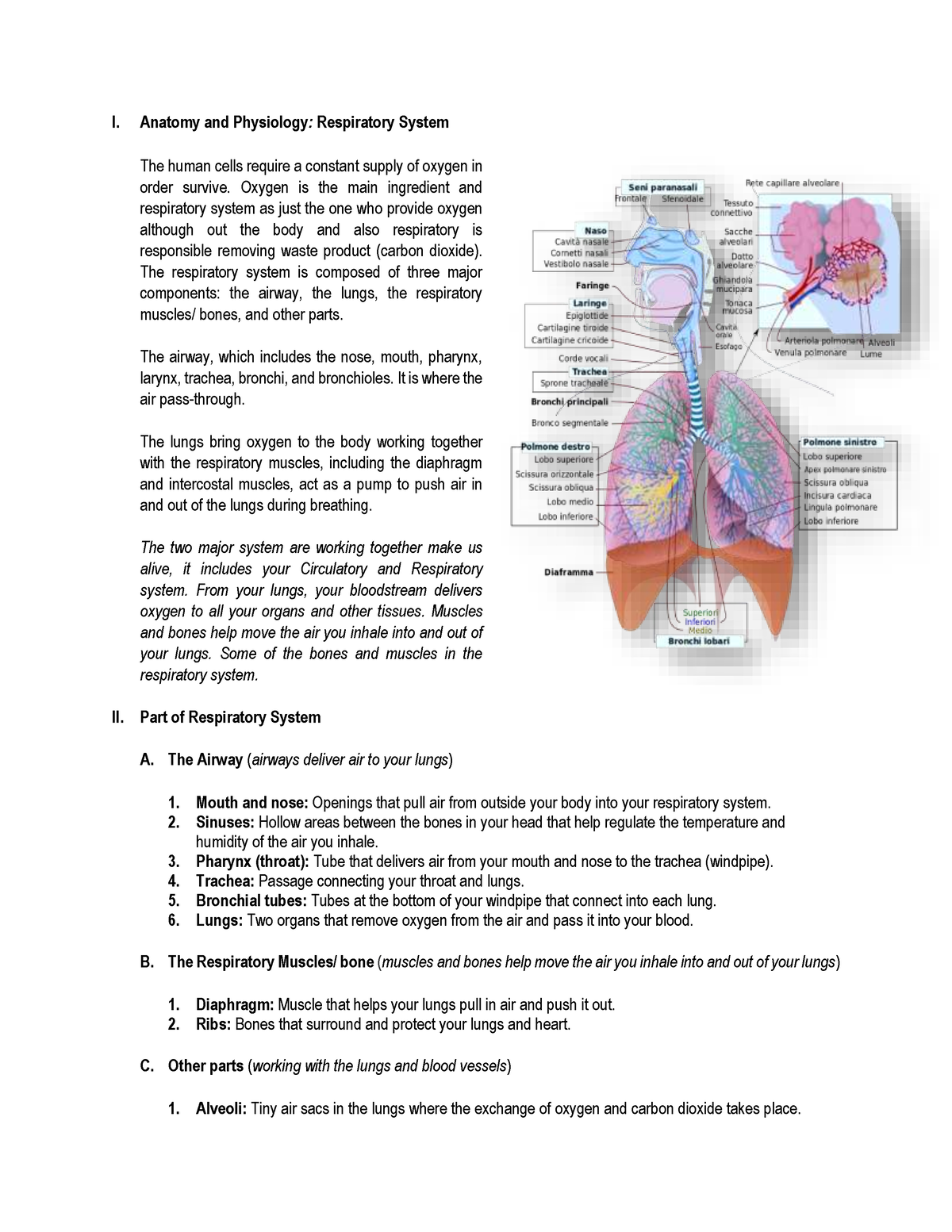 Anatomy And Physiology Respiratory System - I. Anatomy And Physiology 