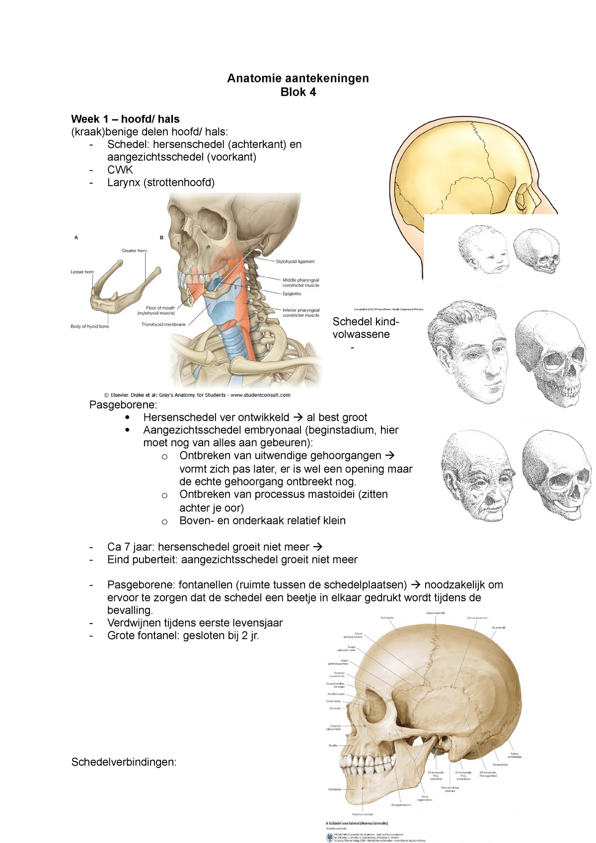 Samenvatting Anatomie Hoofdhals Anatomie Aantekeningen Blok 4 Week 1