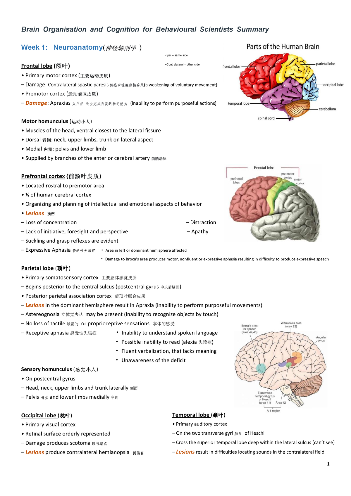 Week1 sum - the summary of week 1 - 1 Temporal lobe (颞叶) • Primary ...