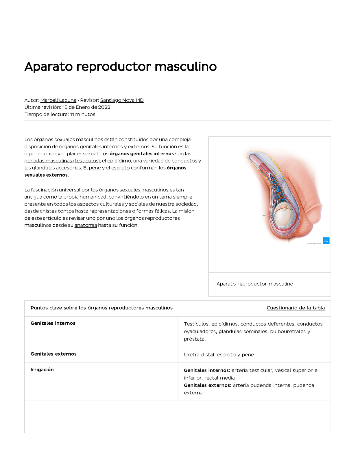 Órganos Reproductores Masculinos Anatomía Y Función Kenhub - Aparato ...