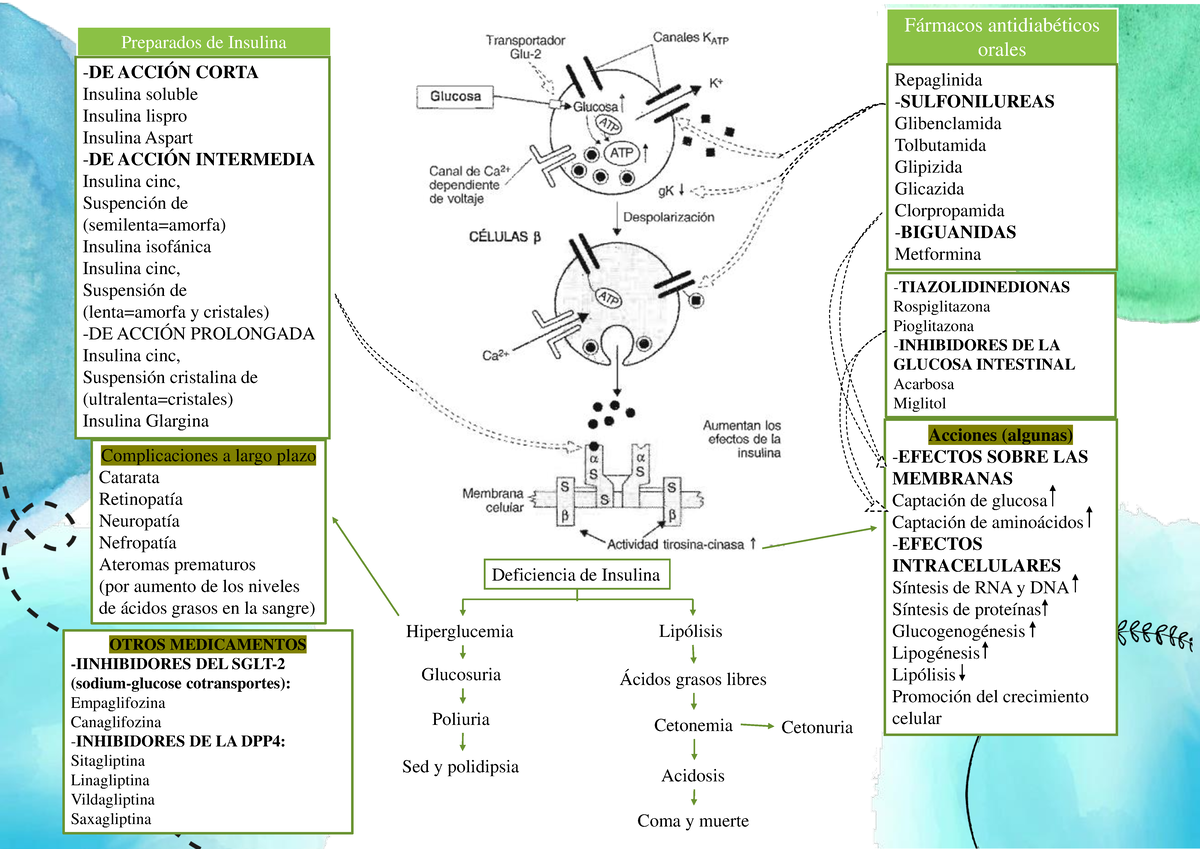 mecanismo-de-biabetes-f-rmacos-antidiab-ticos-orales-preparados-de