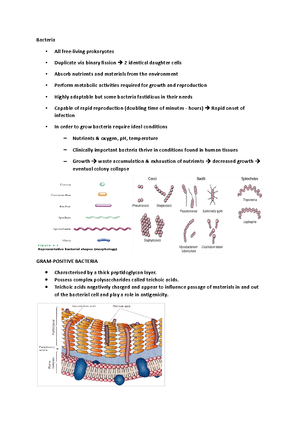 Summary - lectures 1-6 - virology - Lecture 1 Viruses The genome of a ...