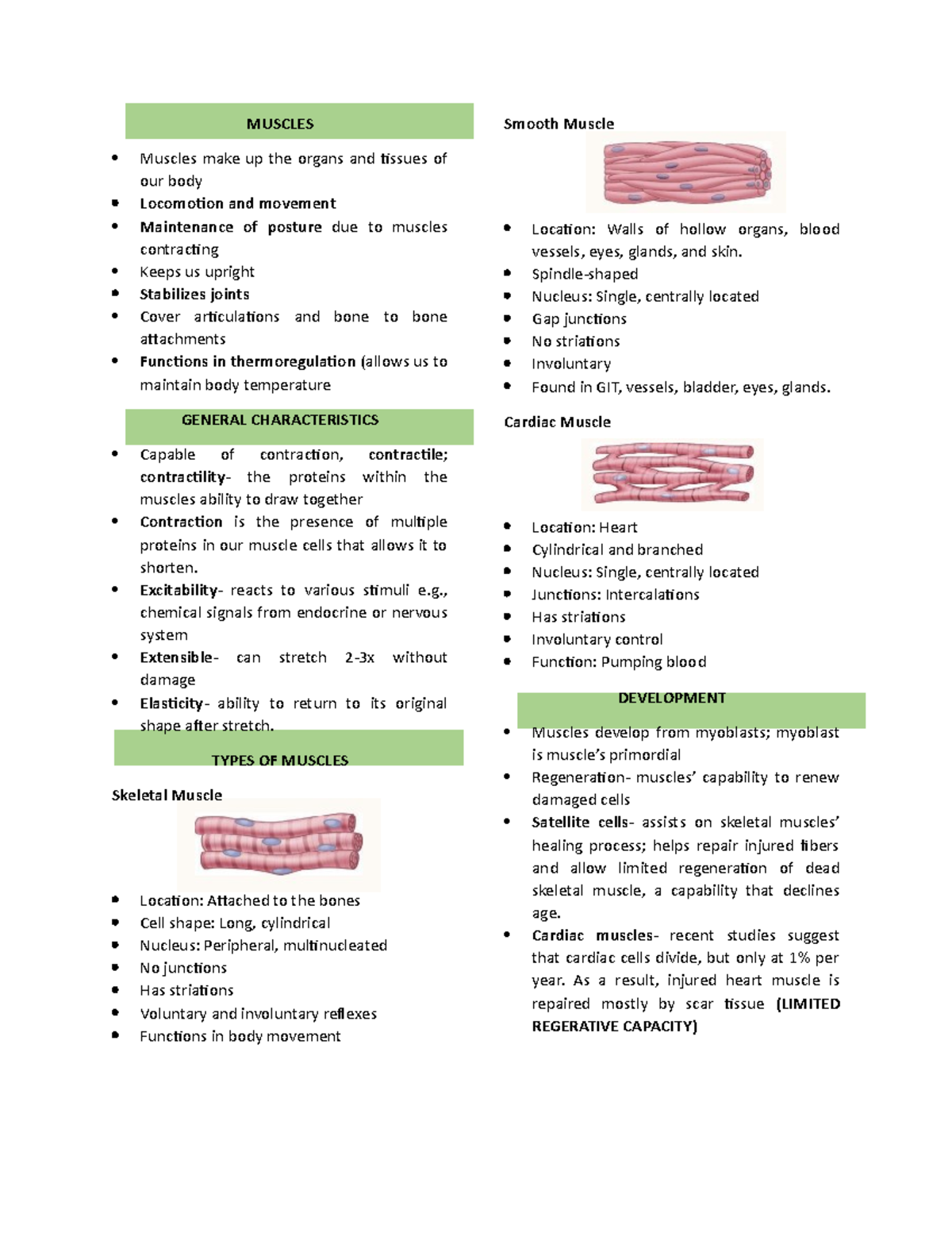 Histo LONG QUIZ - MUSCLES Muscles make up the organs and tissues of our ...