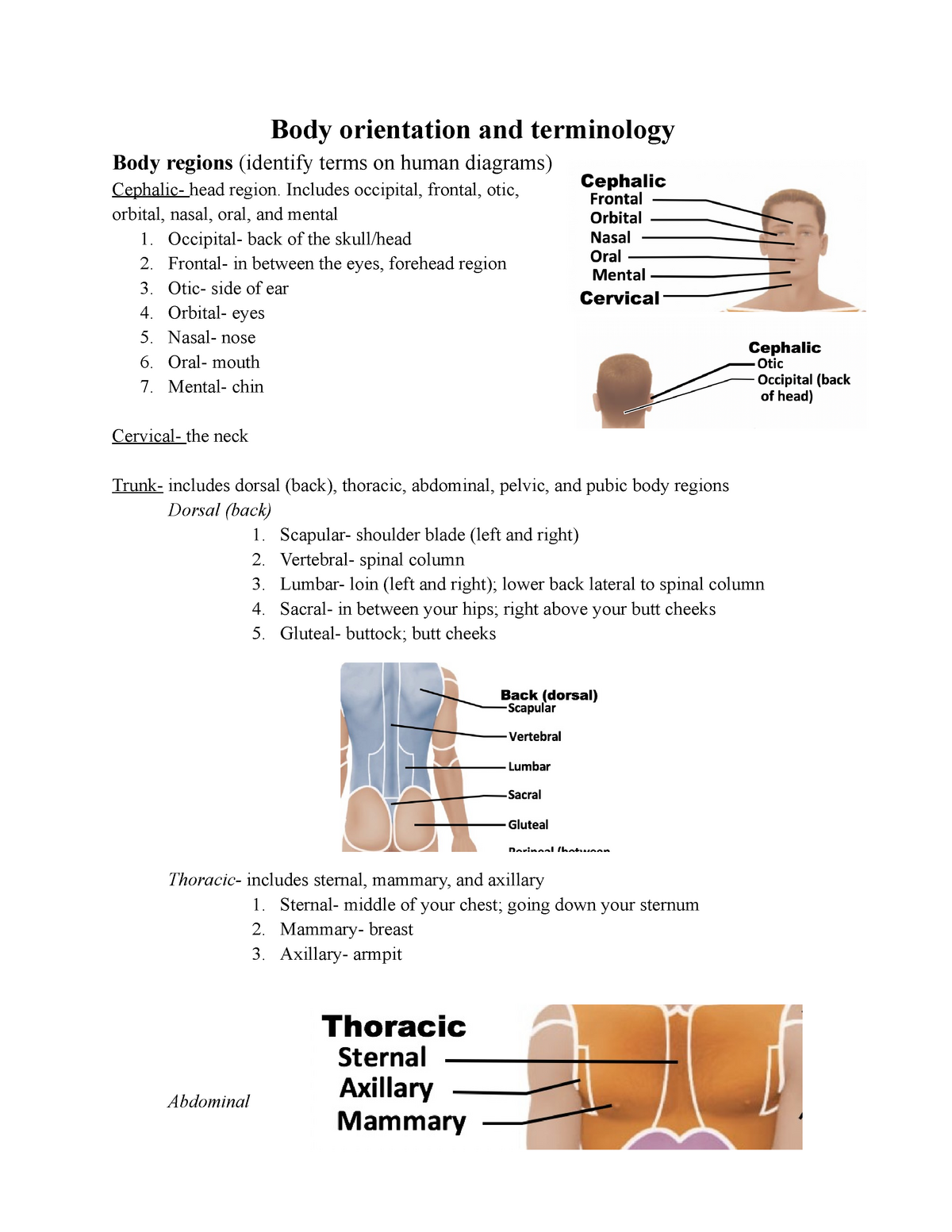 Copy of Lab 1 Quiz - Review sheet for body orientation lab quiz - Body