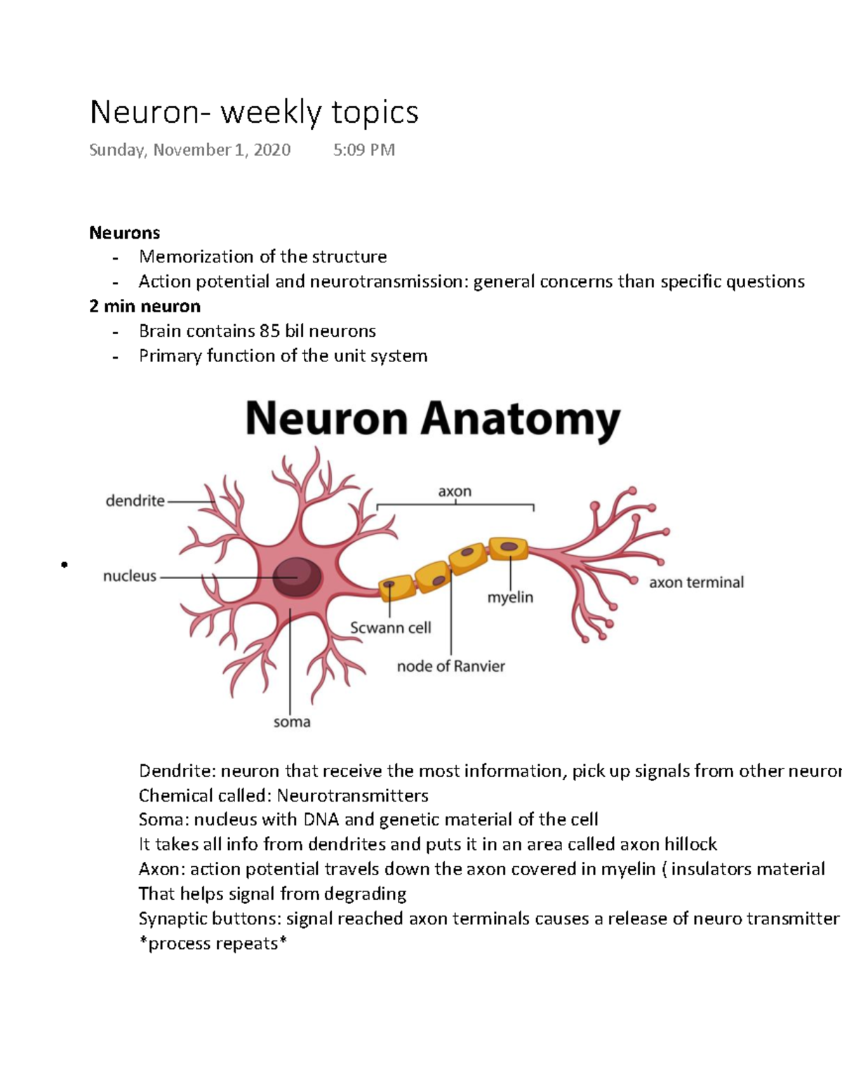 Neuron- weekly topics - Neurons - Memorization of the structure ...