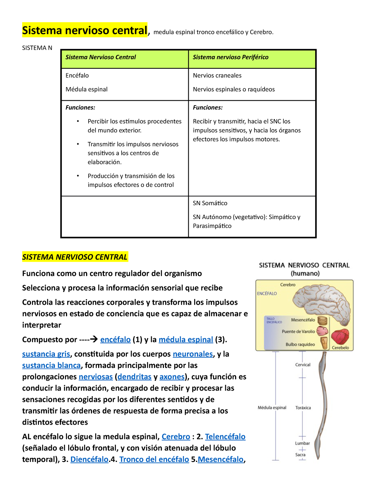 ▷El Sistema Nervioso Central ¿Qué es? ¿Cómo funciona?