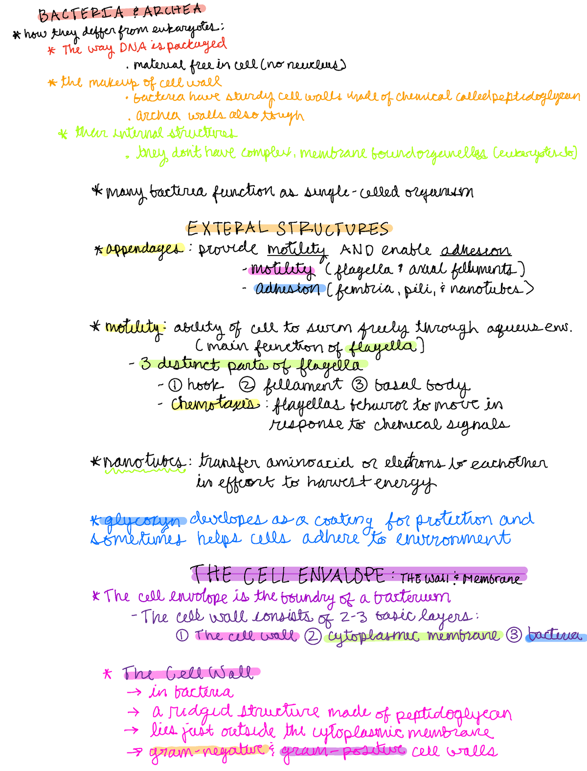 Module 2 - notes on bacteria and archea - BACTERIA EAR CHEA how they ...