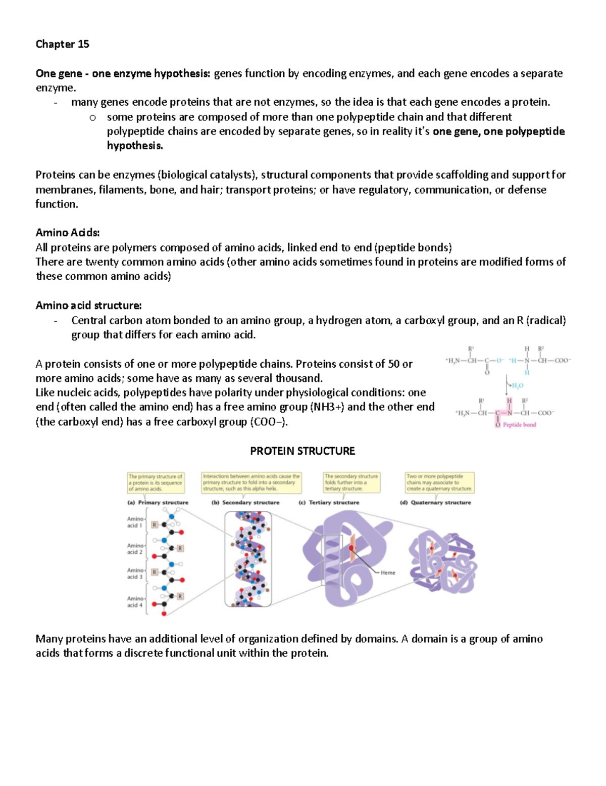 Chapter 15 Notes - Chapter 15 One gene - one enzyme hypothesis: genes ...