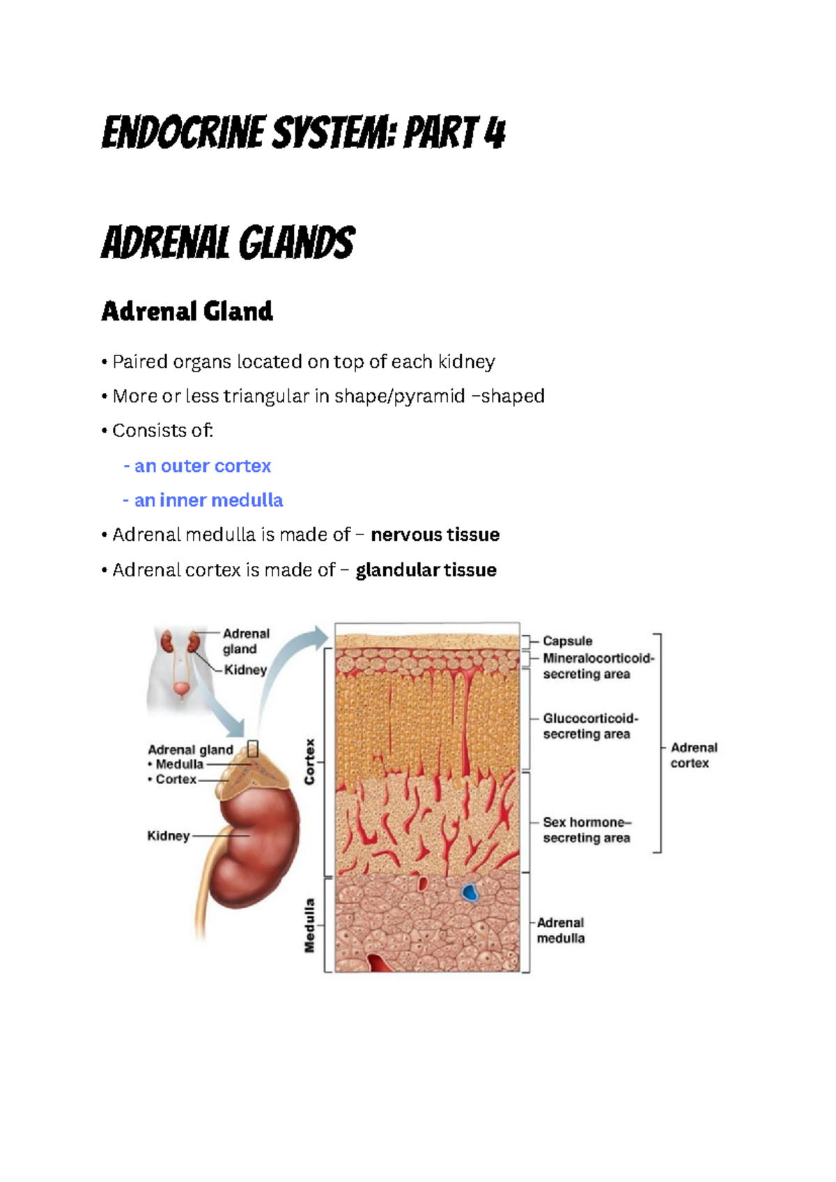 Endocrine system PART 4 - Cushing’s Syndrome hyper secretion of ...