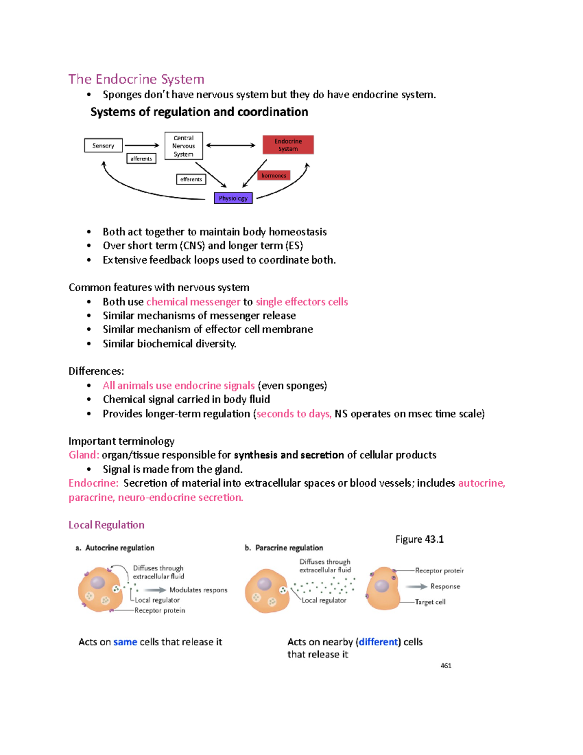 The Endocrine System leture nootees The Endocrine System Sponges don